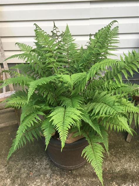 Northern Lady Fern ‘lady In Red Plant Profile Sylvan Gardens