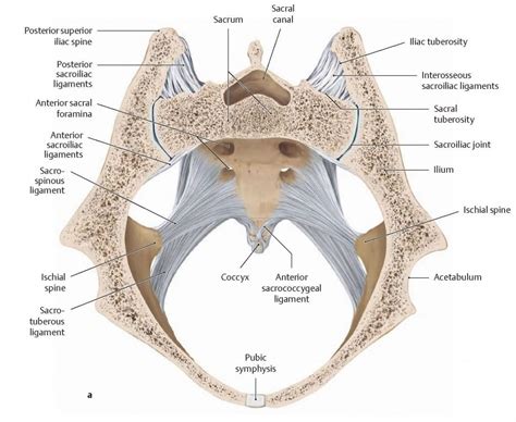 Anatomy And Biomechanics Of The Sacroiliac Joint