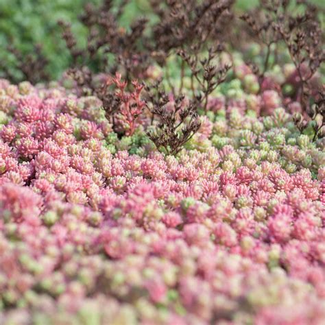 Blue Sedum Ground Cover