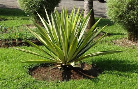 Furcraea Foetida Fique Plant