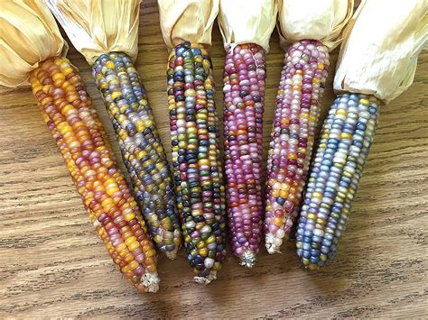 Native American Glass Gem Corn Rbeamazed