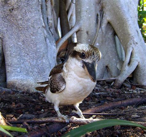 Birds and birdwatching in Australia - bird watching; kookaburra