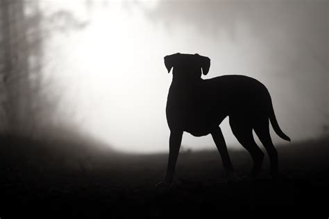 guard dogs guard dog breeds  families