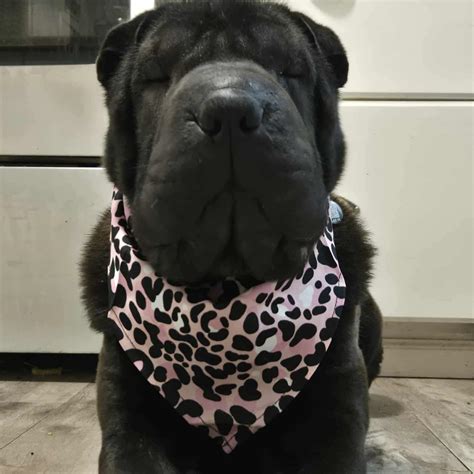 Journalists explain how to find pei obits today for free 8