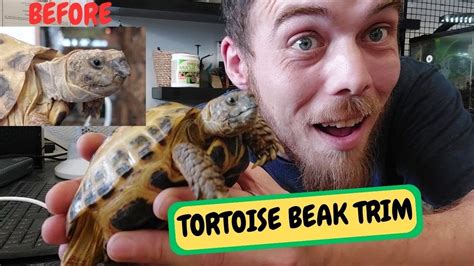 Delivery Day Tortoise Beak Trim Feeding Rescue Dragons Snake Island