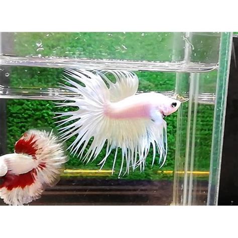 2023761 Platinium White Crowntail Erkek Betta M