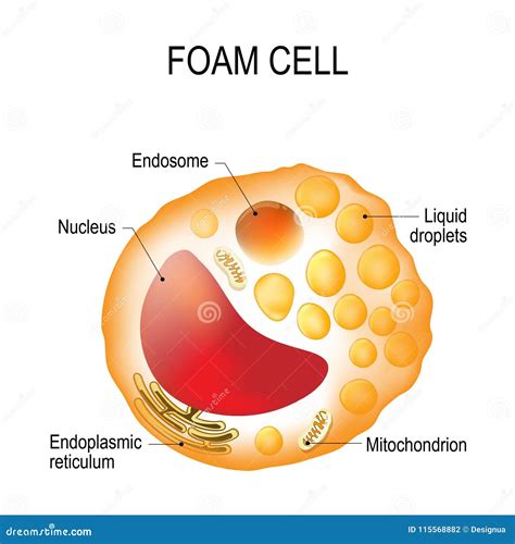 Macrophage Cell Structure