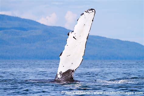 Humpback Whale Pectoral Fin 20 Photo Picture Print Cornforth Images