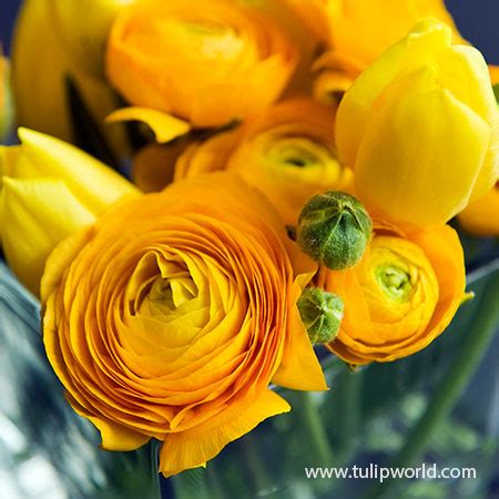 Yellow Ranunculus | Tulip World | 37125