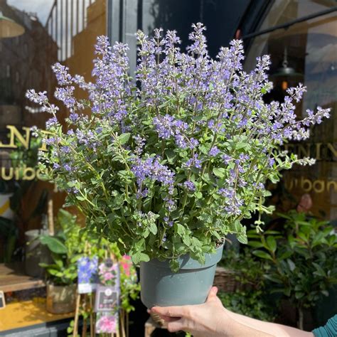 Nepeta 'Purrsian Blue' | grow urban. Edinburgh