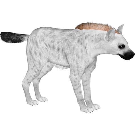 Albino Hyena