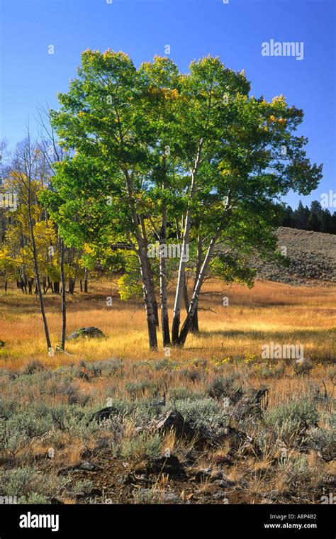 Aspens Populus Tremuloides In Late Summer Or Early Fall Foliage Against