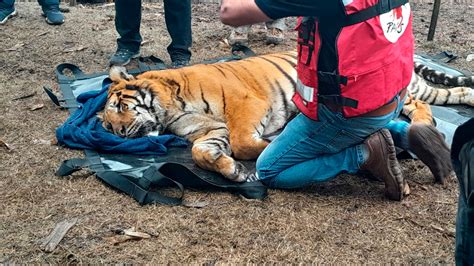 Rescataron A Dos Tigres De Bengala Que Vivían En Cautiverio En Un