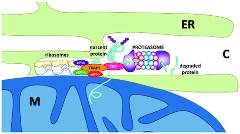 Trap1 Is Involved In Protein Homeostasis Trap1 Regulates Protein Download Scientific Diagram