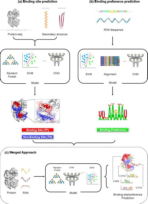 Protein Rna Interaction Prediction With Deep Learning Structure Matters Paper And Code Catalyzex