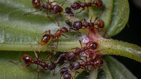 La mezcla MÁS POTENTE y EFECTIVA para eliminar las hormigas de la