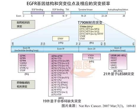 如何處理一線奧希替尼治療的耐藥突變？ 壹讀