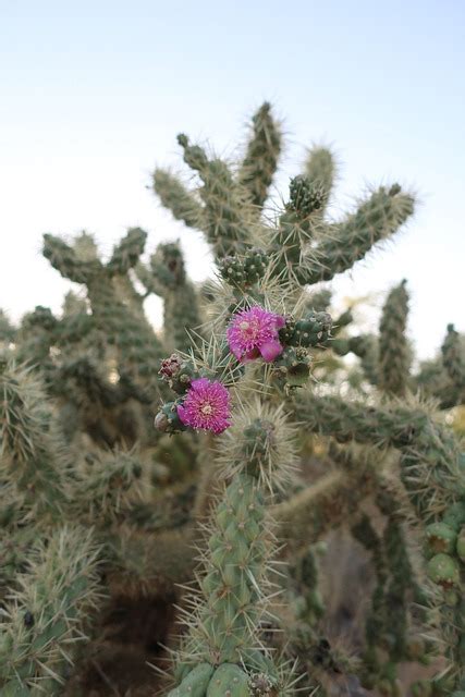 Desierto Cactus Espinoso Foto Gratis En Pixabay Pixabay