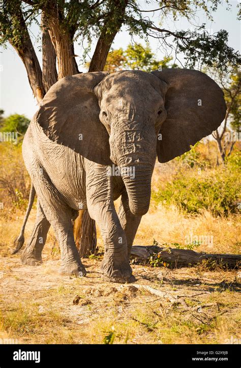 Large African Elephant portrait with ears out wide in Botswana, Africa ...