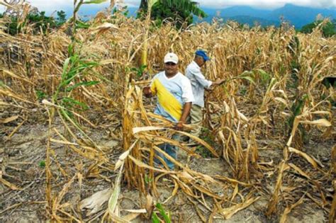 Sequía En Santa Cruz Afecta Cultivos De Invierno Y Helada Daña 1 600