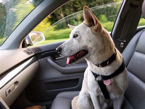 Recomendaciones Para Viajar Con Tu Perro En Coche