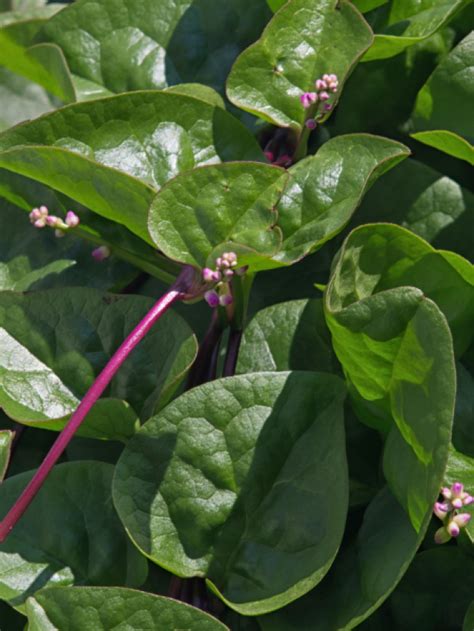 Malabar Spinach How To Grow From Seed To Harvest Lettuce Grow Something