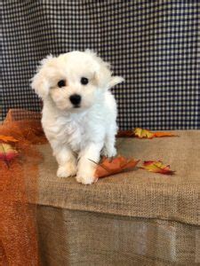 Bichon Frise Sales Breeder Precious Bichon Frise