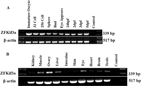 Expression Of Zebrafish Kif A Zfkif A A Temporal Expression Of