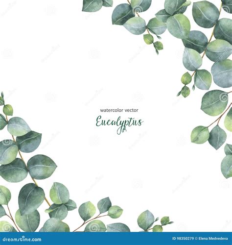 Watercolor Vector Green Floral Card With Silver Dollar Eucalyptus