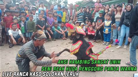 Aksi Kambing Sangat Unik Seni Reak Kuda Renggong Panca Warna Di Ranca