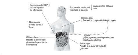 Los efectos del péptido similar al glucagón tipo 1 GLP 1 en los seres