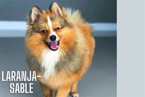 Acredite se quiser essas são as cores do Lulu da Pomerânia