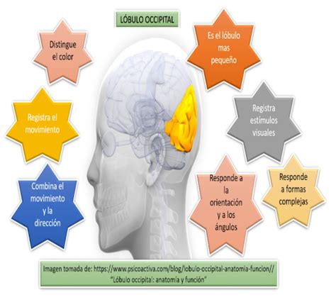 Unidad Tarea Corteza Cerebral Y Complejidad Humana