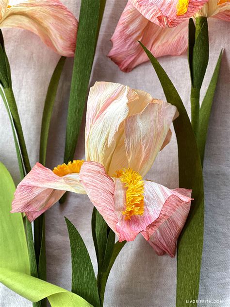 Crepe Paper Bearded Iris Member Make Workshop Lia Griffith