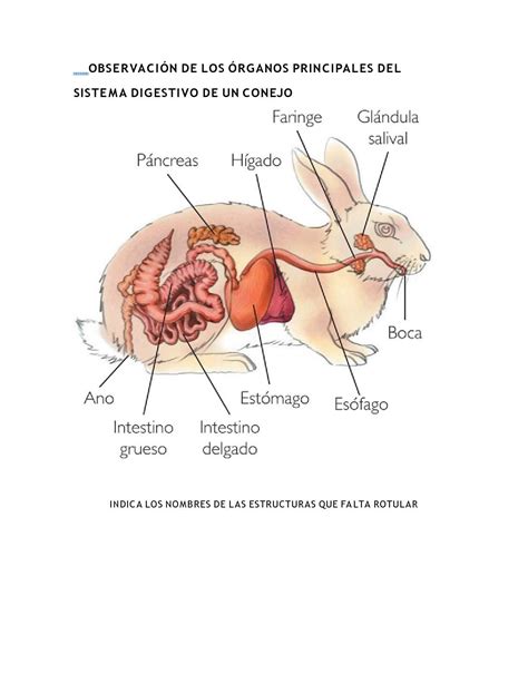 Calaméo Sistema Digestivo