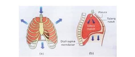 Mekanisme Pernapasan Inspirasi Dan Ekspirasi