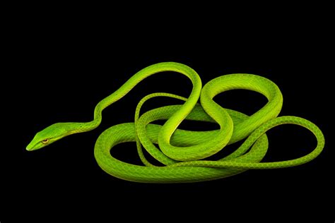 Asian Vine Snake Ahaetulla Prasina Praeocularis Joel Sartore