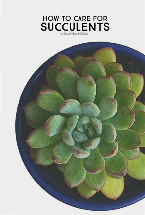 Learn the basics on how to care for succulents...