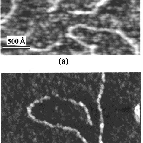 A An AFM Image Of DNA On The Mica Surface Without Annealing