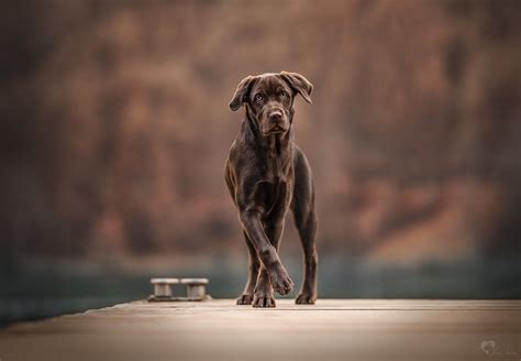 Schoko Labrador Labbi Hundeportrait Hundefotografie Brauner