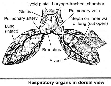 respiratory system part frog  patti smart blog
