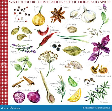 Herbs And Spices Watercolor Illustration Set Stock Illustration