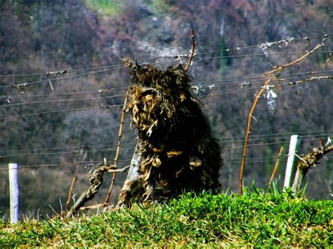 Premium Photo | Hungarian sheep dog