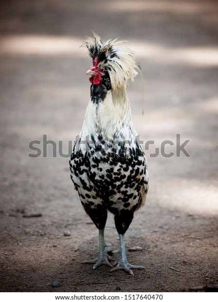 Silver Laced Polish Cock Roosterpolish Chickens Stock Photo 1517640470