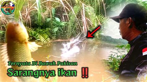 Parah Habis Rakusnya Ikan Di Spot Ini Ternyata Di Bawah Pakisan