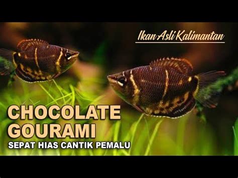 Ikan Hias Air Tawar Chocolate Gourami Ikan Sepat Hias Asli Indonesia