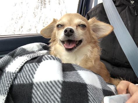 Happy chihuahua : r/Chihuahua