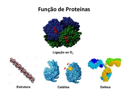 Quais As Funções Das Proteínas - Aula 6 funções das proteínas