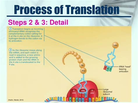 Ppt Dna And Rna Powerpoint Presentation Id1995963