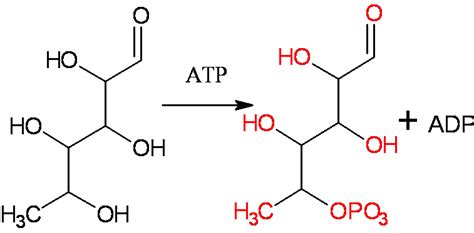 Reaction Intermediates Chemistry Libretexts